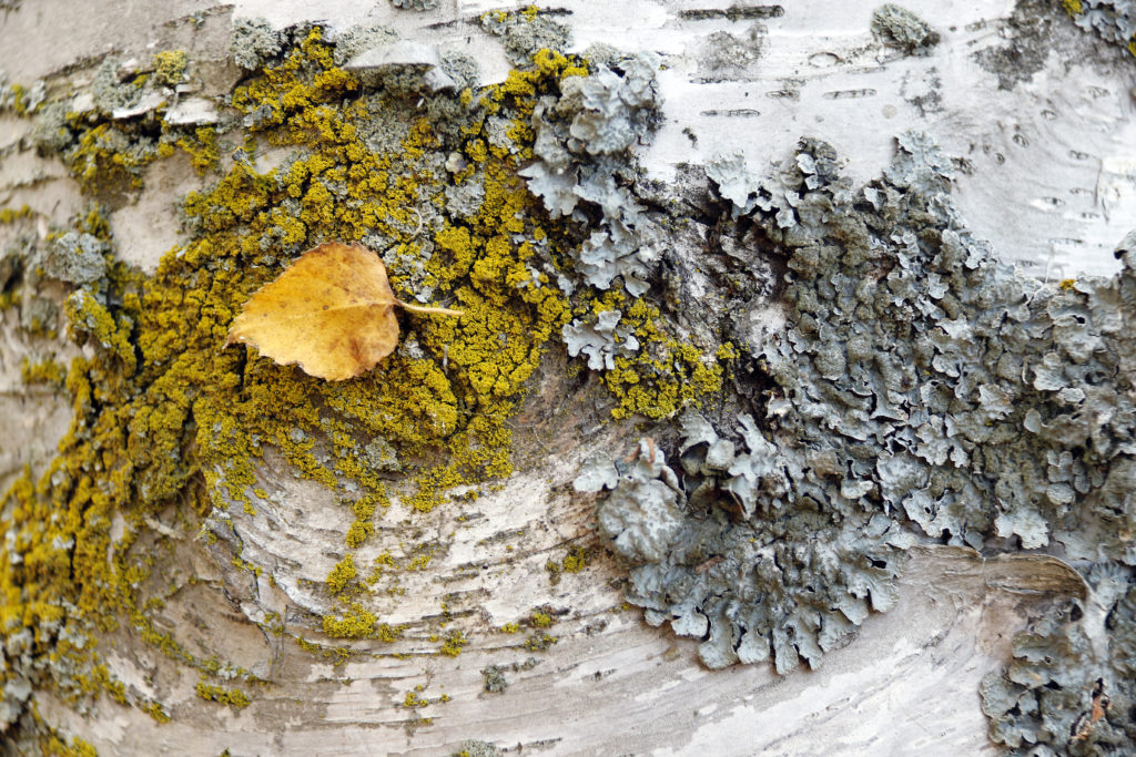 lichen on birch trunk
