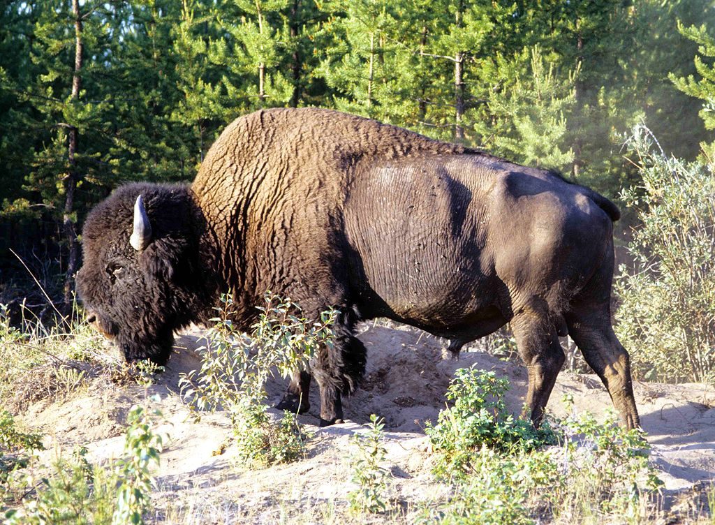 https://commons.wikimedia.org/wiki/Wood_Buffalo_National_Park#/media/File:Wood-Buffalo-NP_Waldbison_2_98-07-02.jpg