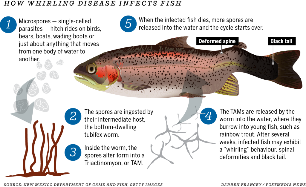 Whirling Disease: What it is and how to keep it out of the Athabasca  Watershed