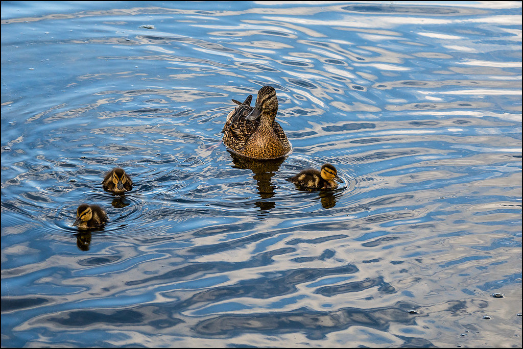 a mother duck and ducklings on a water body