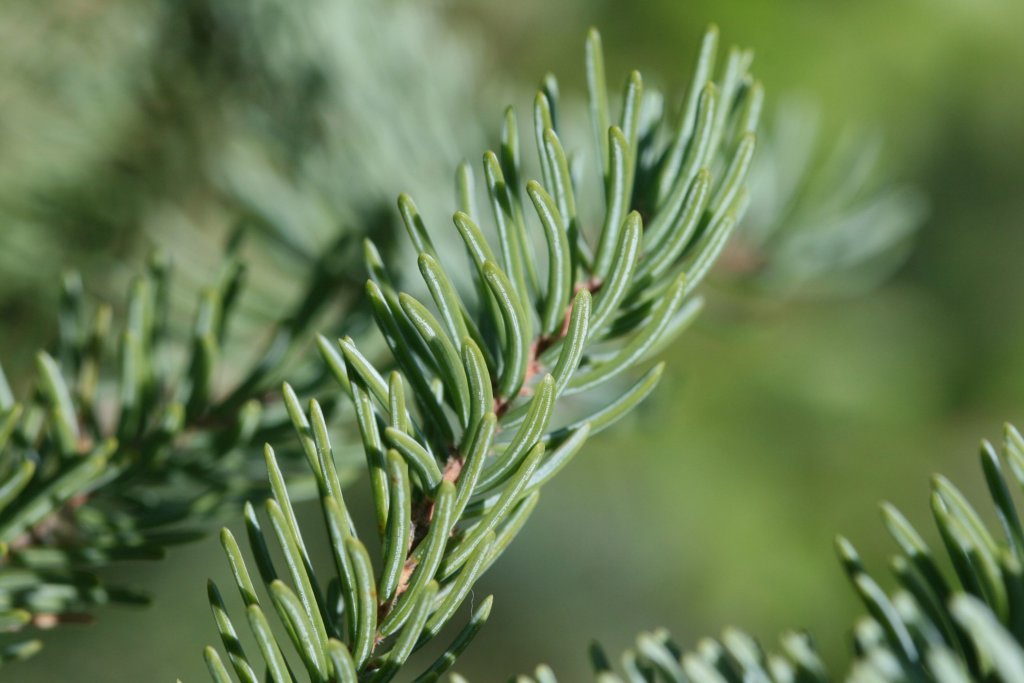 close up shot of black spruce needles