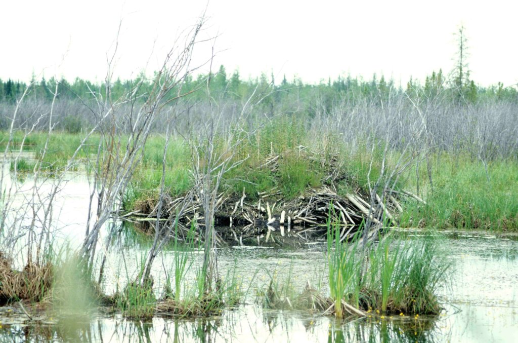 a beaver lodge in a swampy area